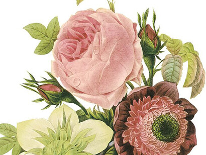 Heirloom roses, illustrazione antica