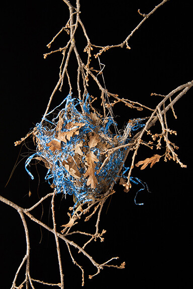 Susan Jorgensen, Nest With Blue 1/20, Digital print on Somerset Velvet, 24x16/30x24 inches, 2012