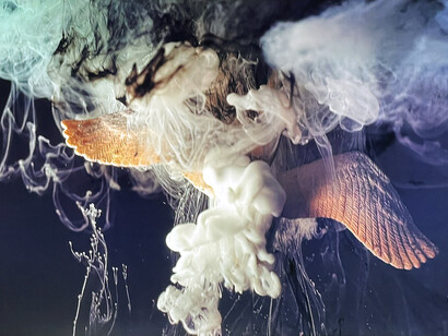 Patricia Olynyk, Black swan in three variations. Courtesy of Bruno David Gallery