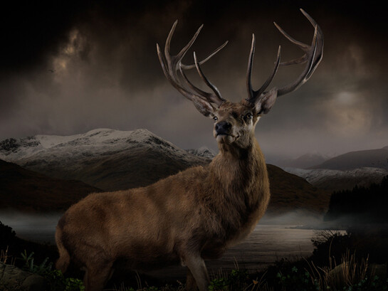 Joseph McGlennon, Skyestag 5