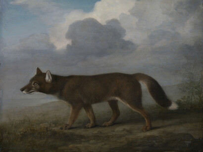 Portrait of a Large Dog (Dingo), 1772, George Stubbs, © National Maritime Museum