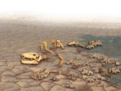Resti fossili di dinosauro