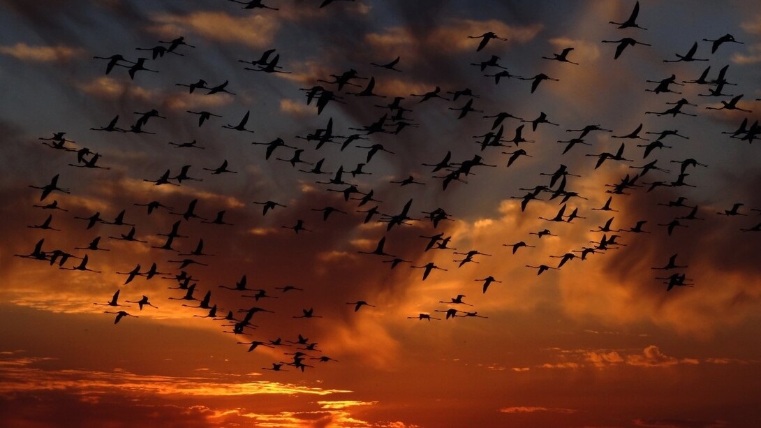 The staggering loss of bird abundance 