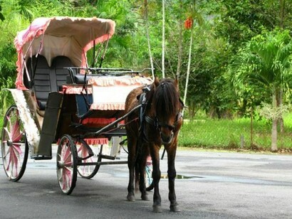 Horse carriage in Kalyani