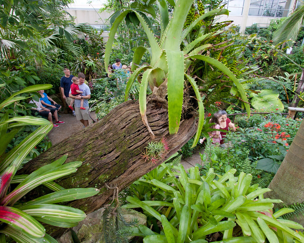 Butterfly Rainforest. Courtesy of Florida Museum of Natural History 
