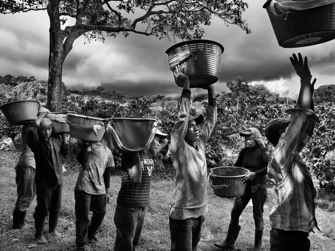 Sebastião Salgado, Raccoglitori di caffè. Finca la Hilda sulle pendii del vulcano Poas, regione San José. Costa Rica 2013
