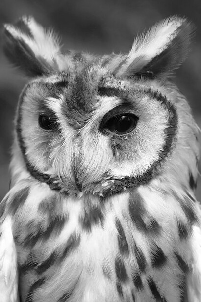 Con frecuencia Lilith es representada con garras en lugar de pies, usa un tocado de cuernos y está flanqueada por búhos