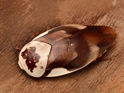 Cucaracha centurión («Gyna centurio»)