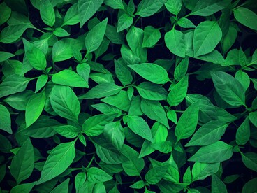 In alcuni ecosistemi montani, il riscaldamento può produrre inizialmente un aumento della vegetazione e della fertilità, ma questi benefici temporanei possono essere seguiti da una maggiore fragilità dell'ecosistema