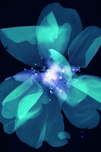 Yoichiro Nishimura, Rose. Scangramme, impression jet d'encre, 210×297 mm. Tirage limité à 30. Minnano Gallery, Tokyo. 