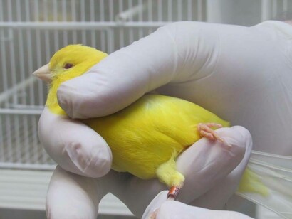 A solo yellow canary who will sacrifice his life for the sake of humanity's 
