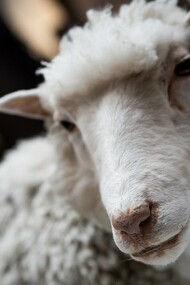 La oveja Dolly, clonada en 1996, embalsamada en el Museo Nacional de Escocia, en Edimburgo