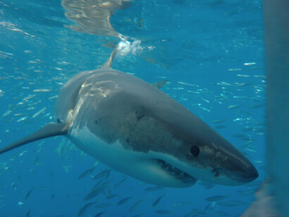 Bucear con tiburones en su hábitat natural es una experiencia que transforma la percepción: lo que antes parecía miedo se convierte en asombro y profunda admiración