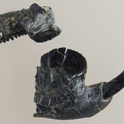 Fossils in Focus. Courtesy of Royal Tyrrell Museum