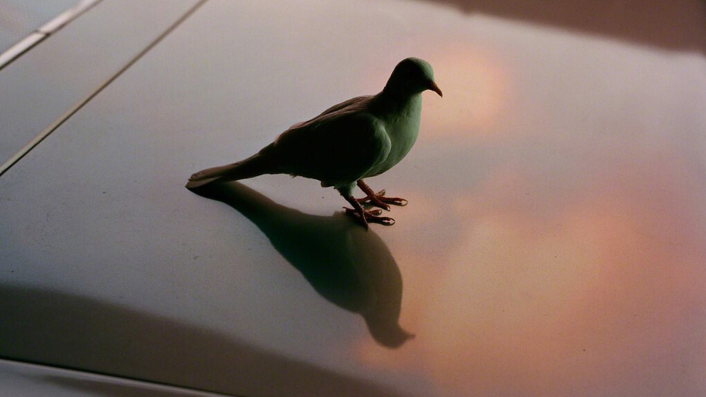 David Black. Courtesy of The Lodge