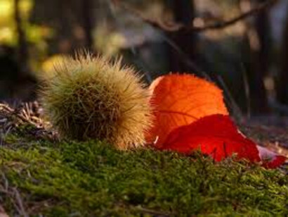 I doni dell'autunno