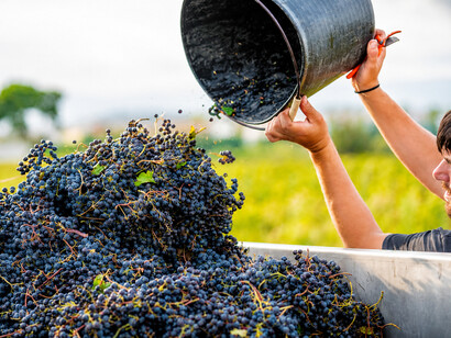 A young farmer fills a tractor with freshly picked red grapes in a vineyard, preparing them for winemaking