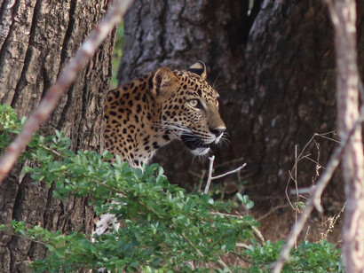 Leopard cub checking for danger before coming into open © Gehan de Silva Wijeyeratne
