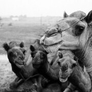 Camel. Courtesy of Pitt Rivers Museum