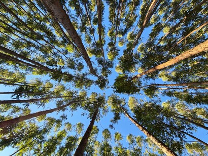 Integrare all'occorrenza l'uso di olii essenziali come l'eucalipto 
