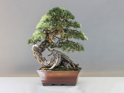Concettualmente vicina alla topiaria è l’arte orientale del bonsai 