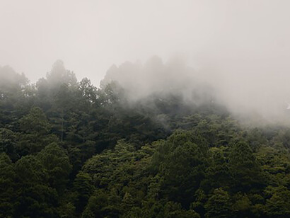 Concentrating plantings on productive areas with the fewest trees have a greater potential for enhanced carbon sequestration capacity