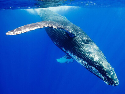 La navegación pasó de ser una necesidad política y mercantil a una estampa nacional, representada en la pintura de los flamencos y los holandeses, con toda clase de ballenas