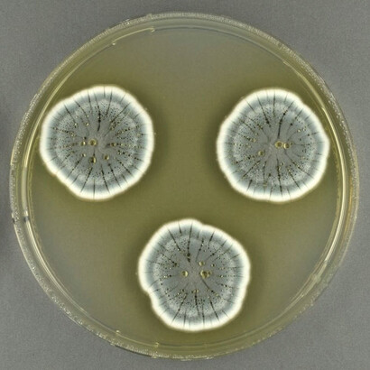 Muchas especies de Penicillium son beneficiosas para los seres humanos