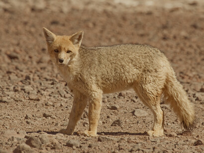 Fauna en el entorno del salar: zorro culpeo