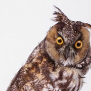 The Philosophy Chamber. Courtesy of Harvard Art Museums