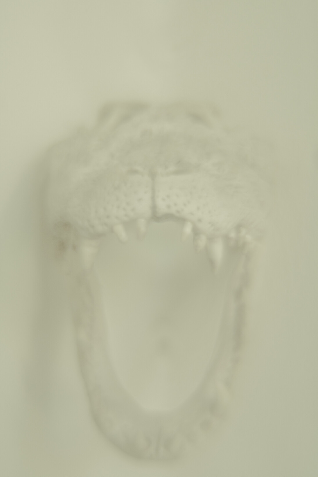 Daniel Malva, Caiman latirostris
