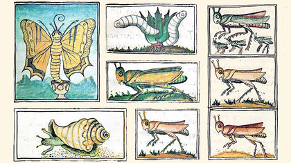 Insectos comestibles en códices mexicanos del Siglo XVI