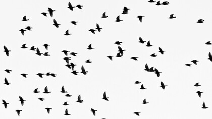 Las aves son el adorno número uno de la vida, y en forma gratuita