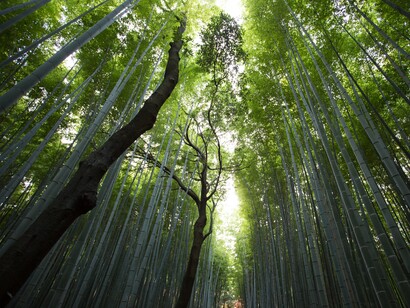Bosque tropical