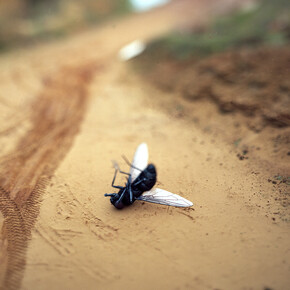 What Remains. Courtesy of Jealous