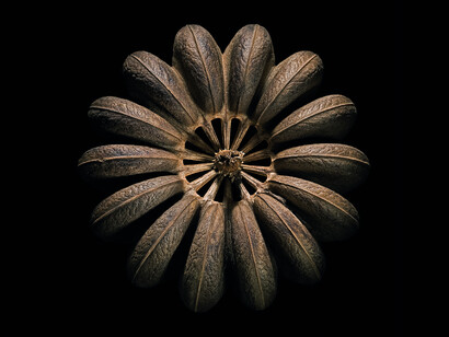 The photo of a seed from the book 'Graines' by Paul Starosta