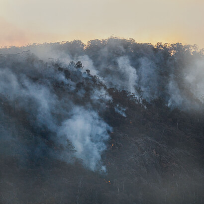 Árboles en un incendio. El Informe evidencia la doble cara que tiene el FMI en cuanto a materia ambiental