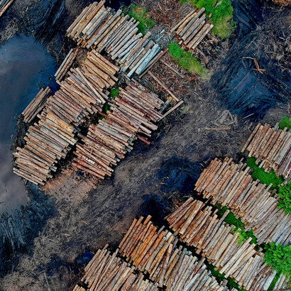 Piles of newly felled logs rest on damp soil, reflecting the environmental toll of deforestation and its contribution to climate change