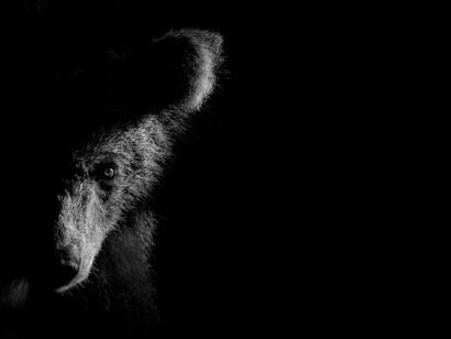 Marco Ronconi, Chiaroscuro