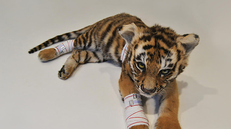 I Belgi. Barbari e Poeti