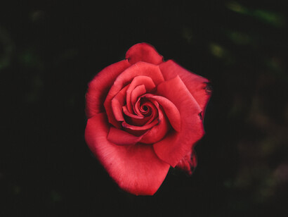 Rosa roja, símbolo de la pasión