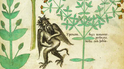 Iperico, dal Tractatus de herbis, (1440 ca.), particolare