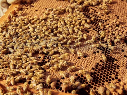 Abelhas trabalham sobre a estrutura hexagonal do favo, onde se concentram diferentes etapas da vida da colônia. A precisão dessa arquitetura de cera é resultado de um trabalho coletivo que transforma a colmeia em um dos exemplos mais impressionantes de organização da natureza