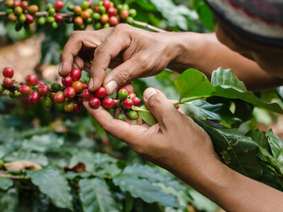 Las bayas rojas son los frutos del cafeto, el arbusto del café