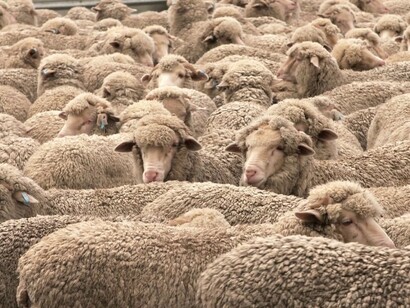 Sheep