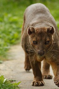 Il Fossa del Madagascar (Cryptoprocta ferox)