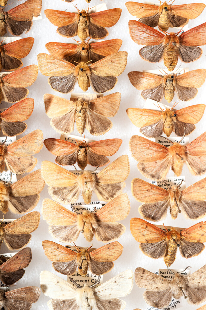 Entomology. Courtesy of Royal BC Museum