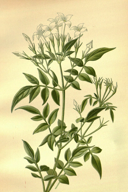 Ilustración de rama jazmín, Flores favoritas del jardín y del invernadero, Edward Step, 1897