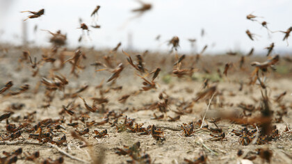 Plaga de langostas