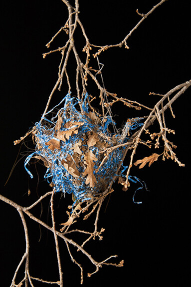 Susan Jorgensen, Nest With Blue 1/20, Digital print on Somerset Velvet, 24x16/30x24 inches, 2012